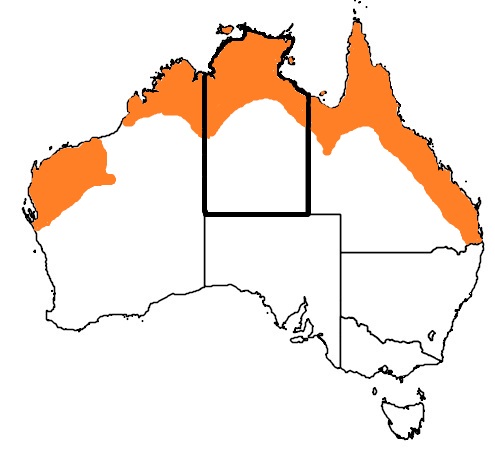 Distribution map Blue winged Kookaburra