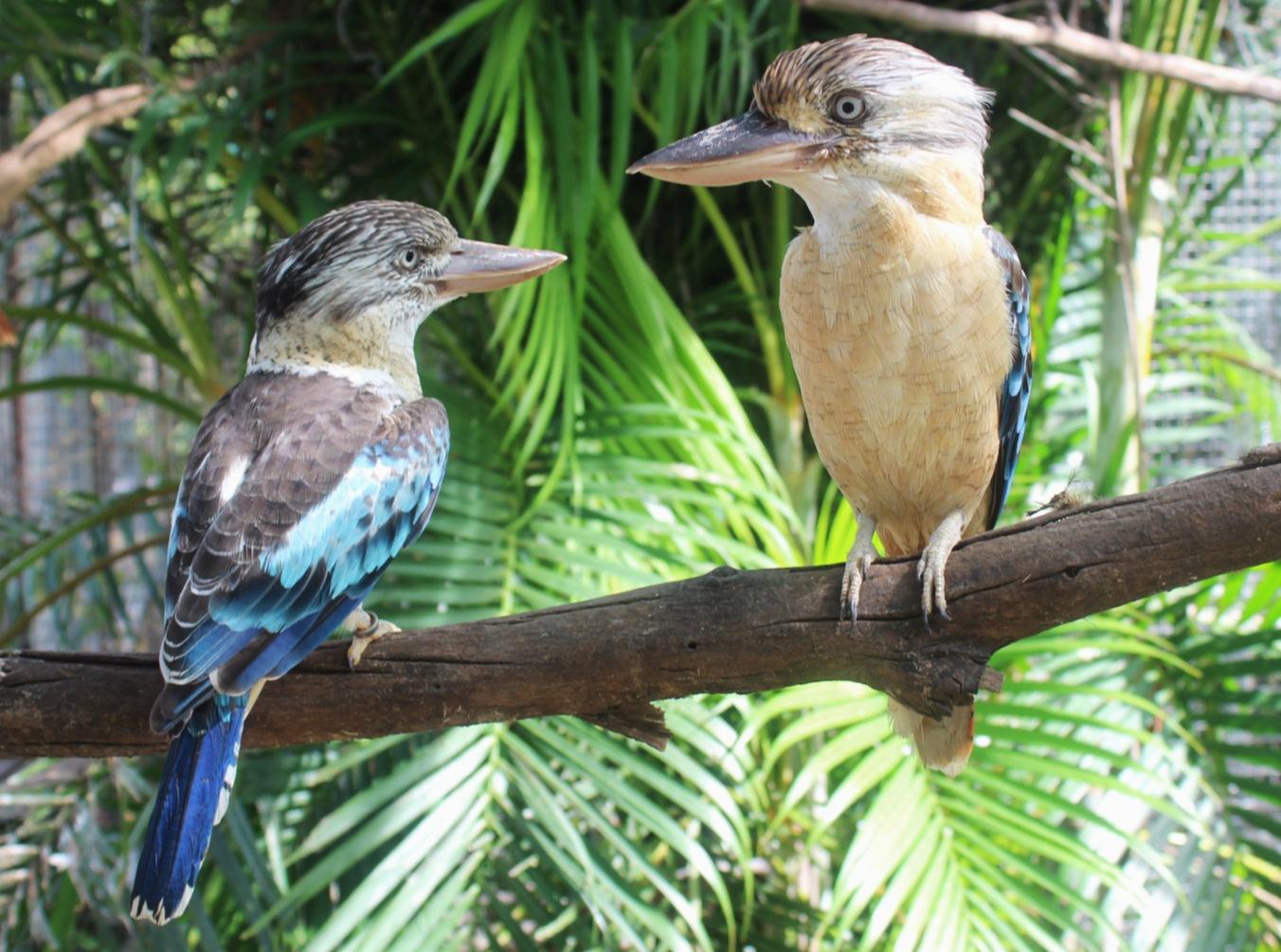 Blue winged Kookaburra